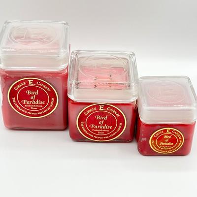 CIRCLE E CANDLE ~ Bird Of Paradise ~ Set Of Three (3)