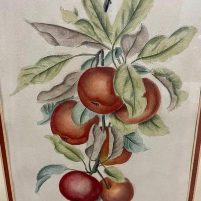 Framed Wall Art Botanical Apple Print gold frame