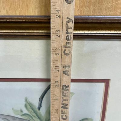 Framed Wall Art Botanical Apple Print gold frame