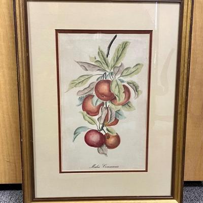 Framed Wall Art Botanical Apple Print gold frame