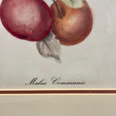 Framed Wall Art Botanical Apple Print gold frame