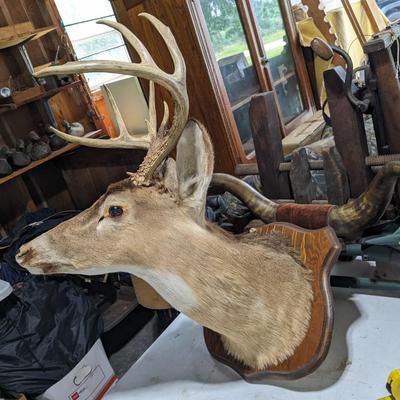 8 Pointer Phinneas Needs Home