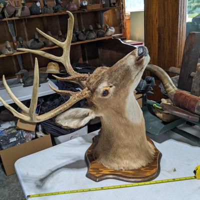 8 Pointer Phinneas Needs Home