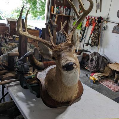 8 Pointer Phinneas Needs Home