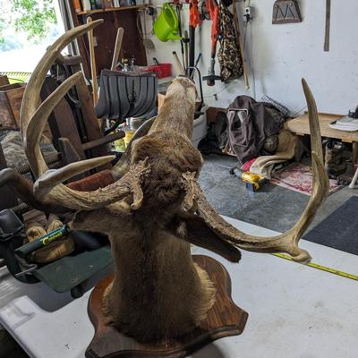 8 Pointer Phinneas Needs Home
