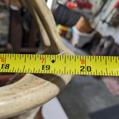 8 Pointer Phinneas Needs Home
