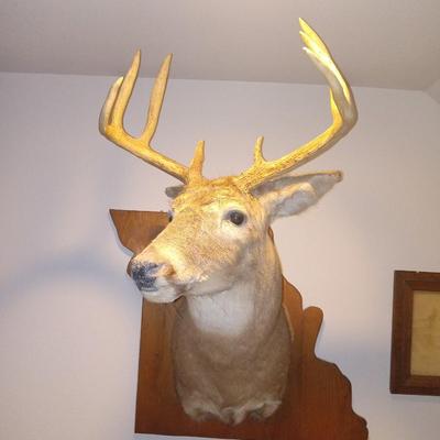 Deer Mount