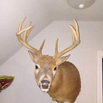 Deer Taxidermy Mount