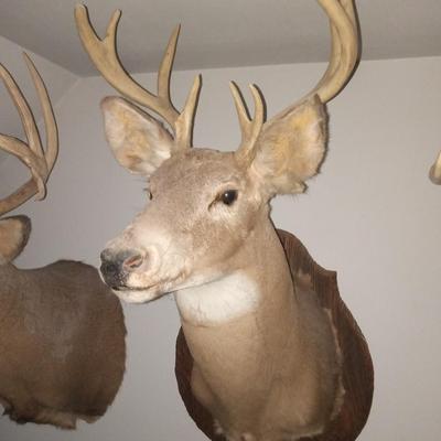 Deer taxidermy mount