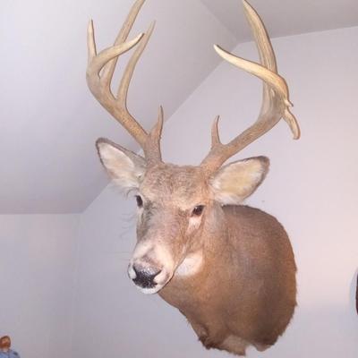 Deer taxidermy mount