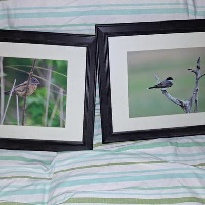 2 Bird Pictures