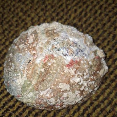 shell