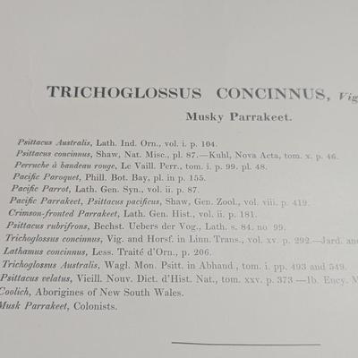 John Gould (1804-1881) Trichoglossus Concinnus Colour Lithograph