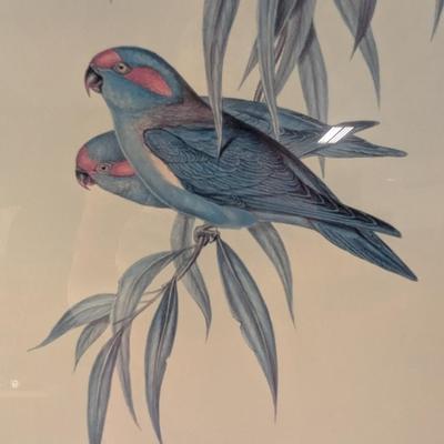 John Gould (1804-1881) Trichoglossus Concinnus Colour Lithograph