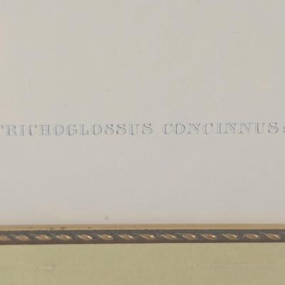 John Gould (1804-1881) Trichoglossus Concinnus Colour Lithograph