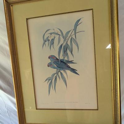 John Gould (1804-1881) Trichoglossus Concinnus Colour Lithograph