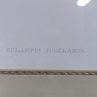John Gold Eulampis Jucularis Litho