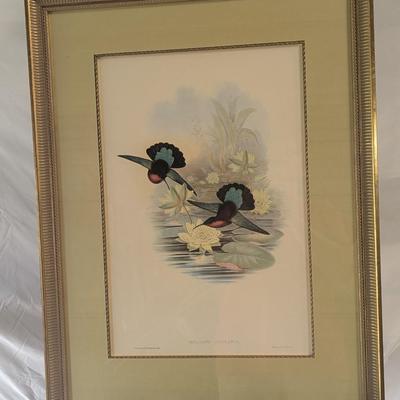 John Gold Eulampis Jucularis Litho