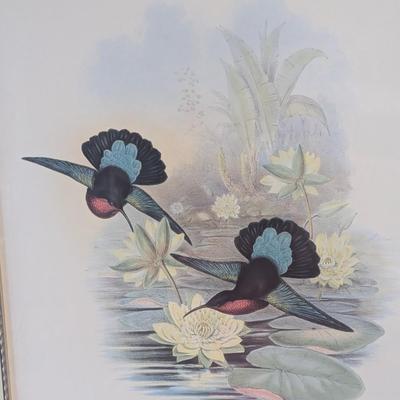 John Gold Eulampis Jucularis Litho