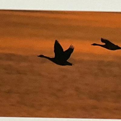 Lot# 162 Framed Geese In Flight