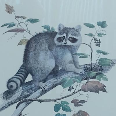 Framed Print Numbered Edition Raccoon by Ray Harm