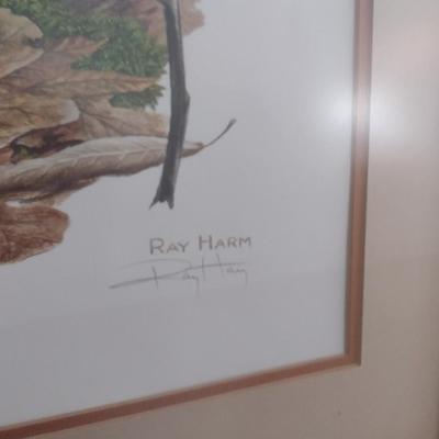 Framed Art Print Raccoon at Log by Ray Harm