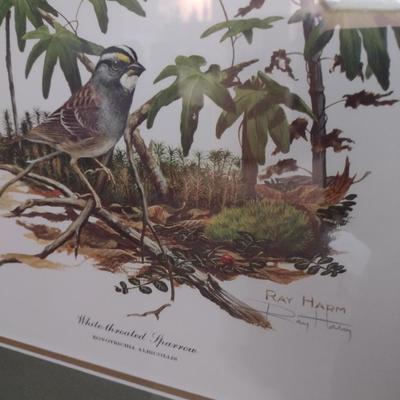 Framed Art Print White Throated Sparrow by Ray Harm