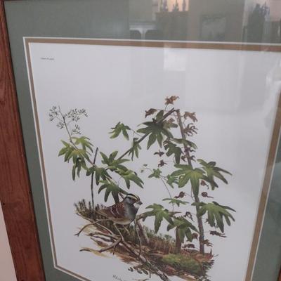 Framed Art Print White Throated Sparrow by Ray Harm
