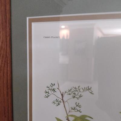Framed Art Print White Throated Sparrow by Ray Harm