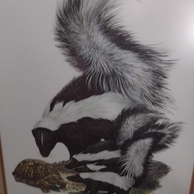 Framed Art Print Striped Skunk by Ray Harm
