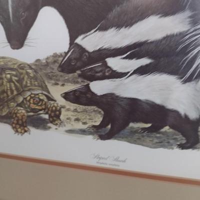 Framed Art Print Striped Skunk by Ray Harm