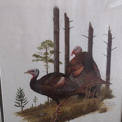 Framed Art Print Wild Turkey by Ray Harm