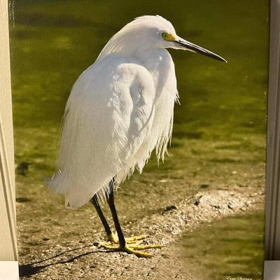 Lot# 174 Ernie Swanson Egret Photograph On Canvas