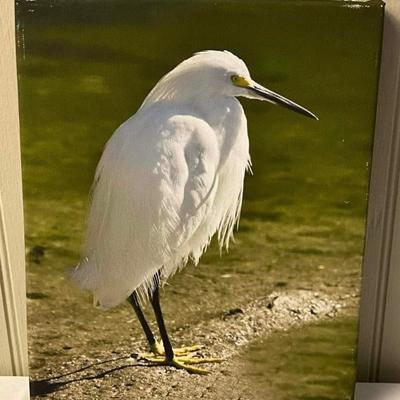 Lot# 174 Ernie Swanson Egret Photograph On Canvas