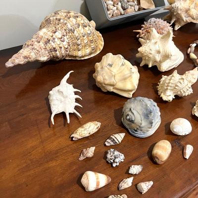 Sea Shell Collection Lot