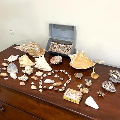 Sea Shell Collection Lot