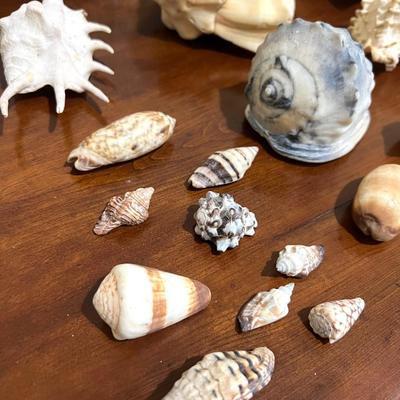 Sea Shell Collection Lot