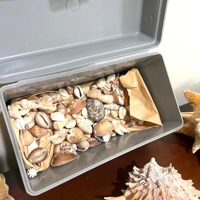Sea Shell Collection Lot