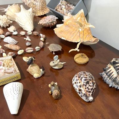 Sea Shell Collection Lot