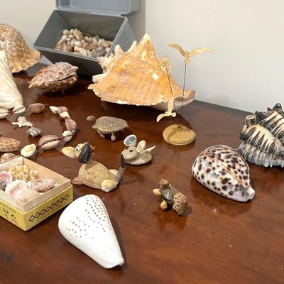 Sea Shell Collection Lot