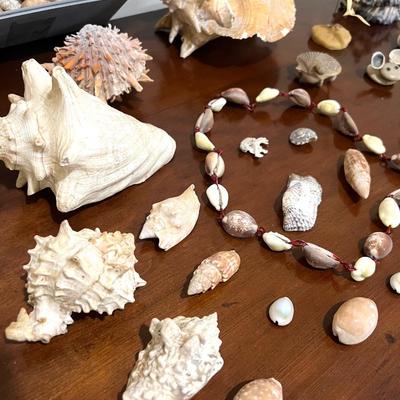 Sea Shell Collection Lot