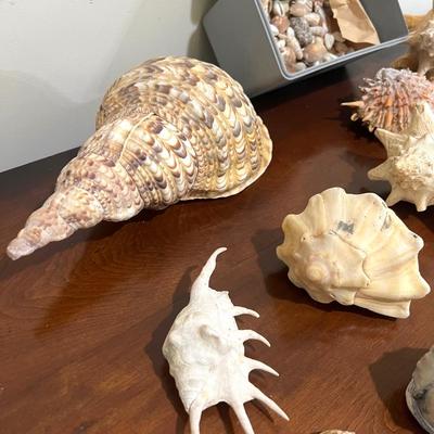 Sea Shell Collection Lot