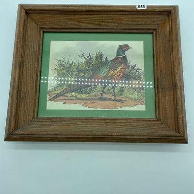 Pheasant picture