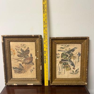 pr of antique framed bird prints