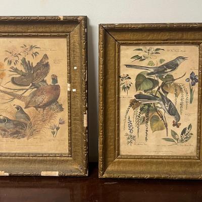 pr of antique framed bird prints