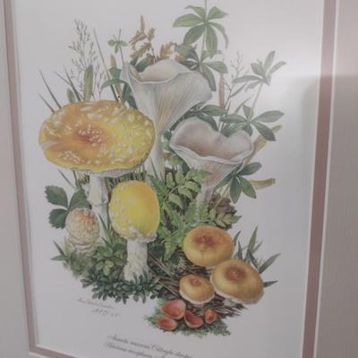 Pair of Framed Mushroom Prints by Anne Ophelia Dowden