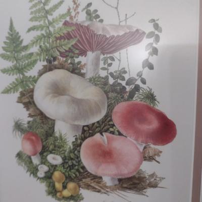 Pair of Framed Mushroom Prints by Anne Ophelia Dowden