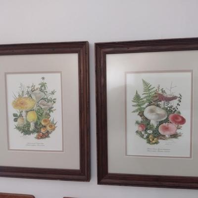 Pair of Framed Mushroom Prints by Anne Ophelia Dowden