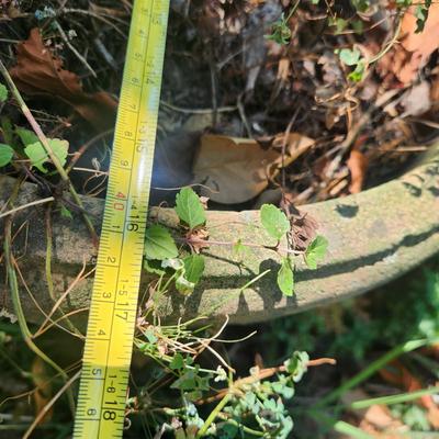 Heavy Concrete Planter