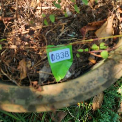 Heavy Concrete Planter